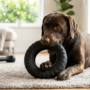 A strong muscular dog enthusiastically chewing on a thick, durable black rubber ring toy on a clean living room rug.