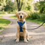 A golden retriever puppy sitting on a park path wearing a blue no-pull training harness and a black lead.