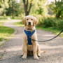A golden retriever puppy sitting on a park path wearing a blue no-pull training harness and a black lead.